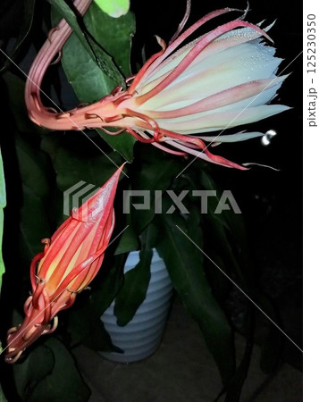 月下美人 月下美人 125230350