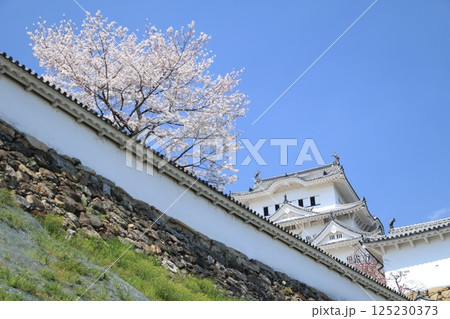 桜に彩られた国宝 125230373