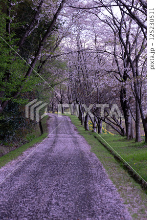 桜の花びらがいっぱいに落ちた散歩道 125230511
