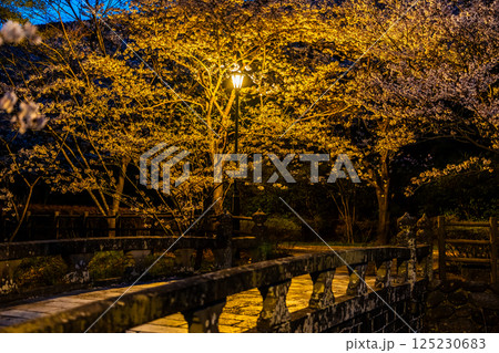 西山ダム下流公園の桜のライトアップ【長崎市】 125230683