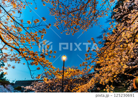 西山ダム下流公園の桜のライトアップ【長崎市】 125230691