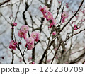 咲き始めた紅梅 125230709