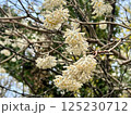 ミツマタの白い花 125230712