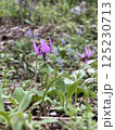 カタクリの花が咲きました 125230713