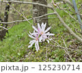 花開いた薄桃色のコブシ 125230714