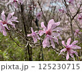 たくさんの花をつけるピンクのコブシ 125230715