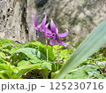 日向に咲くカタクリの花 125230716