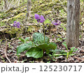 春の山野草カタクリ 125230717