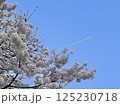 旅立ちを彷彿とさせる桜と青空と飛行機 125230718