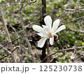 大きく花を開く白いコブシ 125230738