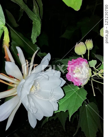 月下美人と酔芙蓉 125230780
