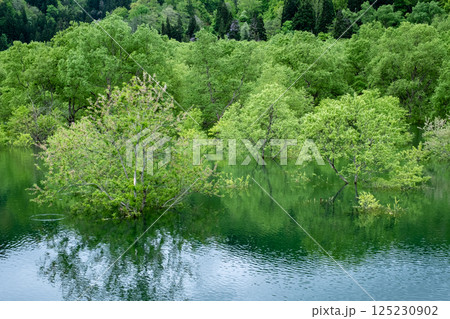 白川湖の水没林 125230902