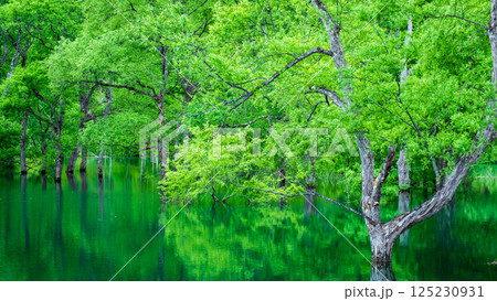 白川湖の水没林 125230931