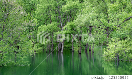 白川湖の水没林 白川湖の水没林 125230935