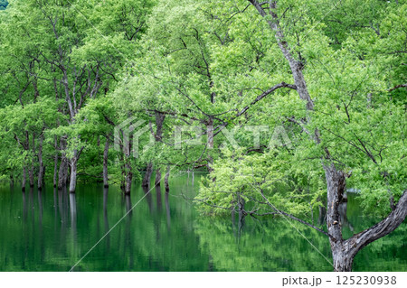 白川湖の水没林 125230938