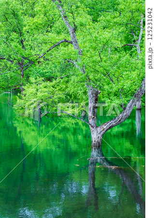 白川湖の水没林 125231042