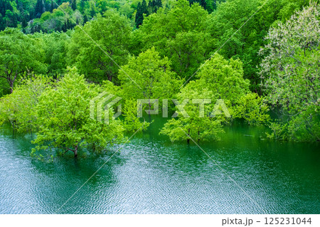 白川湖の水没林 125231044