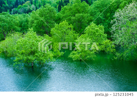 白川湖の水没林 125231045