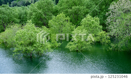 白川湖の水没林 125231046