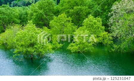 白川湖の水没林 125231047