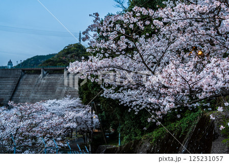 西山ダム下流公園の桜の夕景【長崎市】 西山ダム下流公園の桜の夕景【長崎市】 125231057