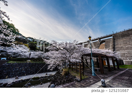 西山ダム下流公園の桜の夕景【長崎市】 125231087