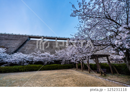 西山ダム下流公園の桜の夕景【長崎市】 西山ダム下流公園の桜の夕景【長崎市】 125231118