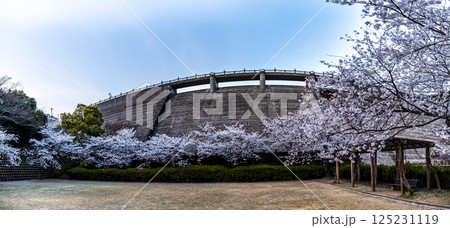 西山ダム下流公園の桜の夕景 パノラマ【長崎市】 西山ダム下流公園の桜の夕景 パノラマ【長崎市】 125231119
