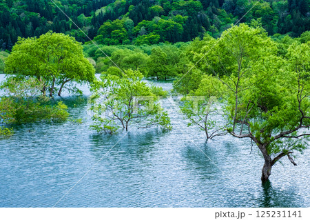 白川湖の水没林 白川湖の水没林 125231141