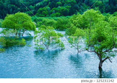 白川湖の水没林 125231142