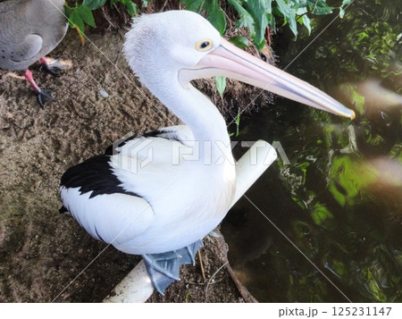 オーストラリアのキュランダの動物園のコシグロペリカン オーストラリアのキュランダの動物園のコシグロペリカン 125231147