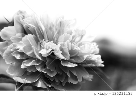 初夏の朝~芍薬の花~ 初夏の朝~芍薬の花~ 125231153