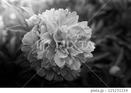 初夏の朝~芍薬の花~ 初夏の朝~芍薬の花~ 125231154