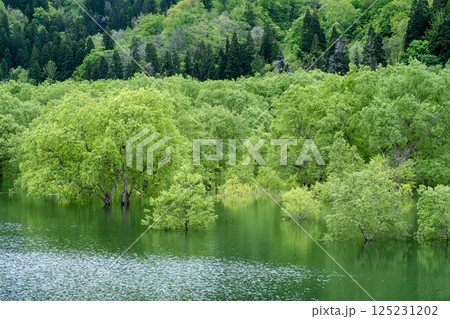 白川湖の水没林 125231202