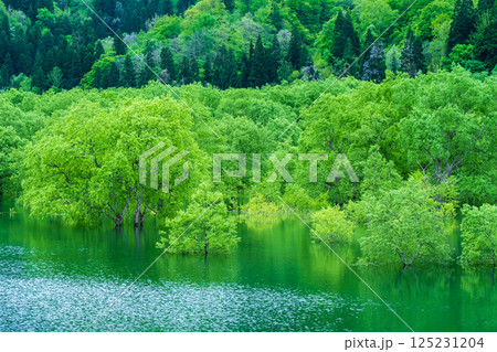 白川湖の水没林 125231204