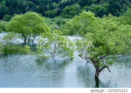 白川湖の水没林 白川湖の水没林 125231221