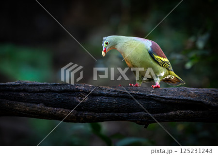 Colorful Thick-billed Green-pigeon with vibrant plumage perched on a dark tree branch in the forest, looking down with curiosity in soft natural light. 125231248