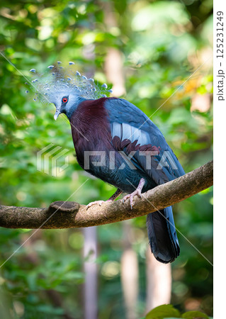 Victoria Crowned Pigeon with striking blue and maroon feathers, crowned with a lacy crest, perched gracefully on a tree branch in a lush green forest. Victoria Crowned Pigeon with striking blue and maroon feathers, crowned with a lacy crest, perched gracefully on a tree branch in a lush green forest. 125231249