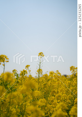 青空に向かって咲く菜の花 青空に向かって咲く菜の花 125231265