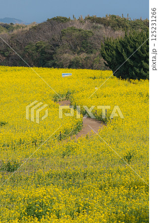 菜の花の道 菜の花の道 125231266