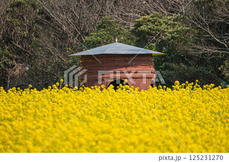 菜の花畑の中にある小屋 菜の花畑の中にある小屋 125231270