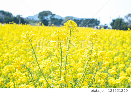 菜の花畑 菜の花畑 125231290