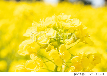 菜の花たくさん 125231301