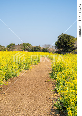 道と菜の花 道と菜の花 125231323