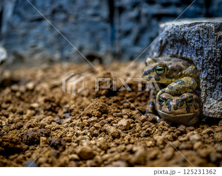 エジプトミドリヒキガエルのアップ・コピースペース 125231362