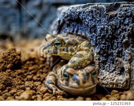 エジプトミドリヒキガエルのアップ 125231363