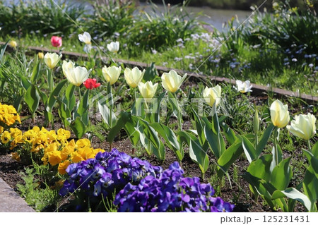 春の公園に咲く黄色と紫のパンジーの花と白と赤のチューリップの花 125231431