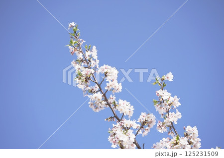 青空に映える桜 125231509