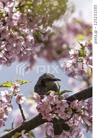 桜の木にとまる茶色の小さな訪問者 桜の木にとまる茶色の小さな訪問者 125231585