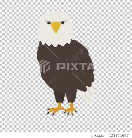 こっちを向いているワシのイラスト 125231647